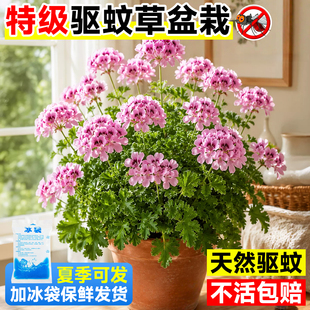 驱蚊草盆栽香叶天竺葵植物室内薄荷迷迭香蚊子克星防蚊虫祛蚊好养