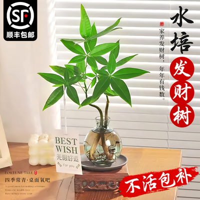 水培发财树室内桌摆水培绿植