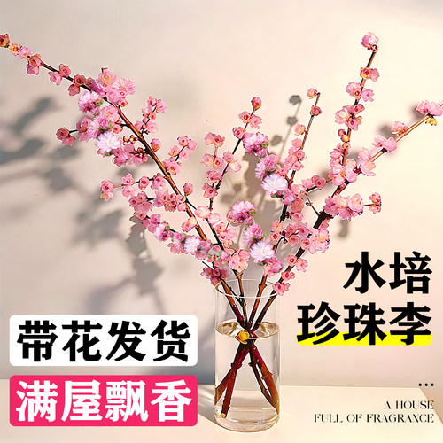 水培植物珍珠李鲜切枝带花苞