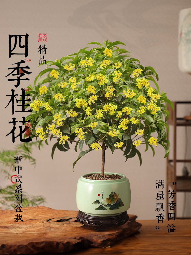 桂花树苗四季桂盆栽可食用开花不断室内外阳台庭院浓香型花卉植物