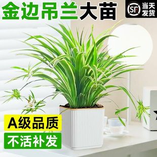金边吊兰盆栽绿萝花卉绿植室内水培植物多肉办公室好养发财树桌面