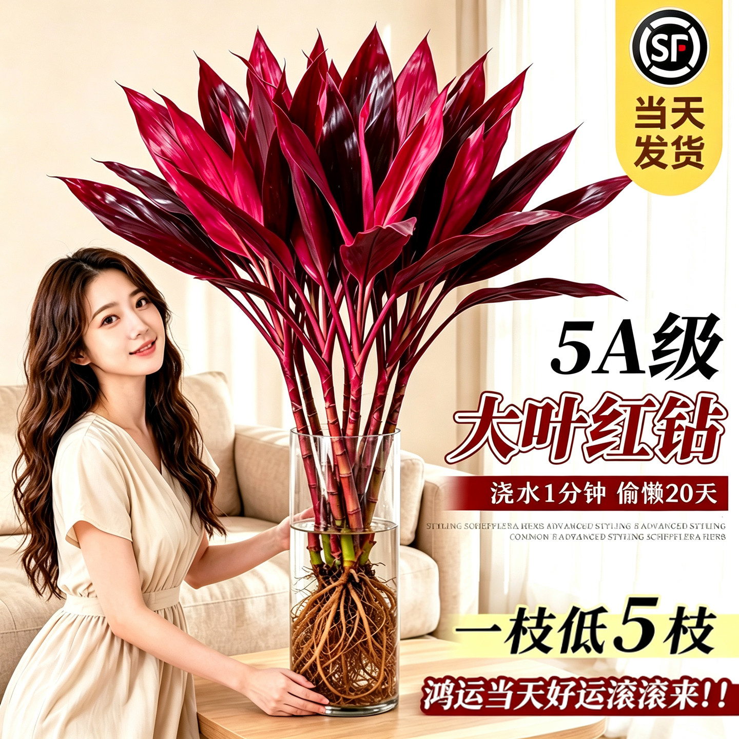 【全网热销10W+】鸿运富贵紫竹！图片