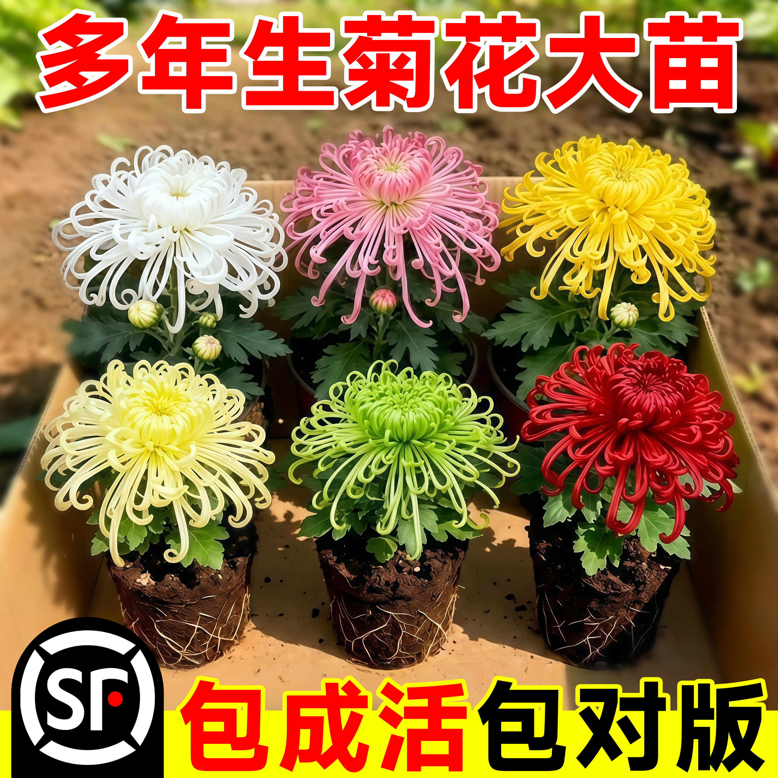 菊花苗四季开花盆栽九月菊荷兰金丝菊室内外植物花期长好养的花卉