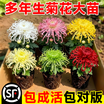 菊花苗四季开花盆栽九月菊荷兰金丝菊室内外植物花期长好养的花卉