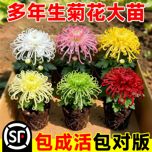 菊花苗四季开花盆栽九月菊荷兰金丝菊室内外植物花期长好养的花卉