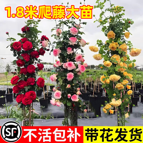 【1米8大苗】蔷薇花藤本月季
