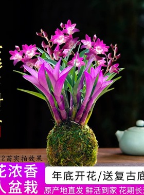 七彩香水石斛兰花四季好养绿植浓香型石斛改善睡眠绿植净化空气