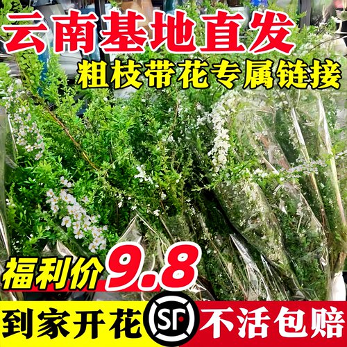 【100%五星】雪柳鲜枝带花苞干枝