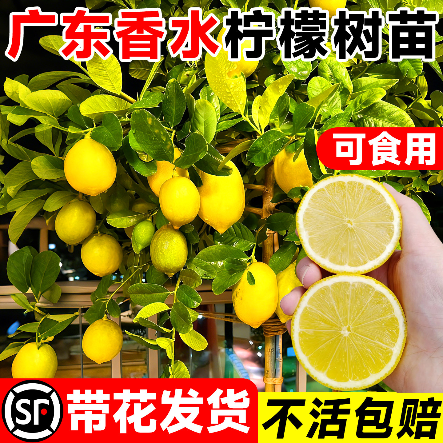 广东香水柠檬树树苗尤力克带果发货室内外阳台盆栽绿植物四季开花