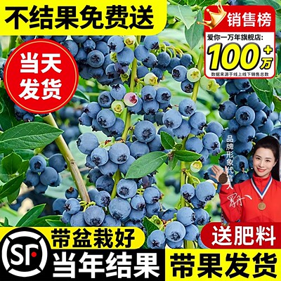 蓝莓树果苗盆栽特大号带花