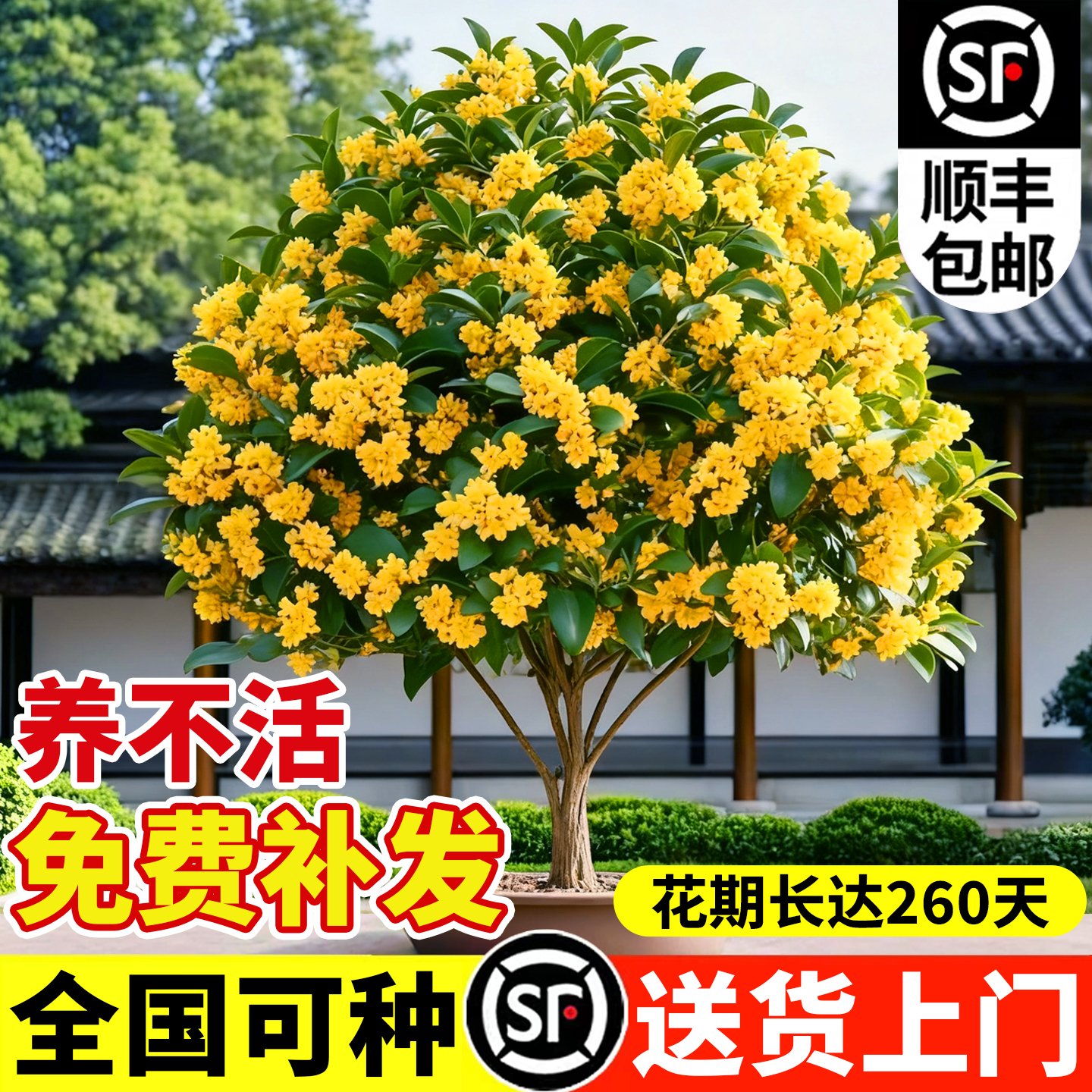 桂花树苗八月桂金桂庭院别墅地栽特大四季桂绿化盆栽四季花卉植物