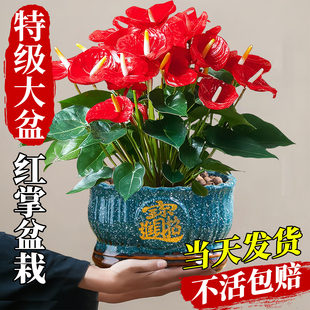 红掌盆栽大叶大花客厅旺宅花卉植物鸿运当头四季 办公室内好养绿植