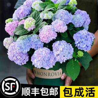 绣球花苗无尽夏四季绣球花盆栽庭院开花好养的花卉植物室内花