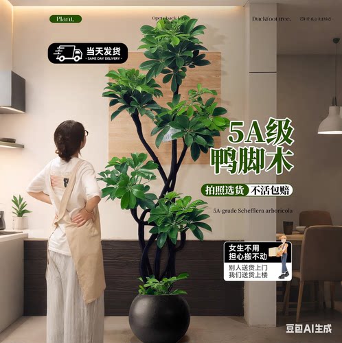 造型鸭脚木客厅大盆栽掌鹅