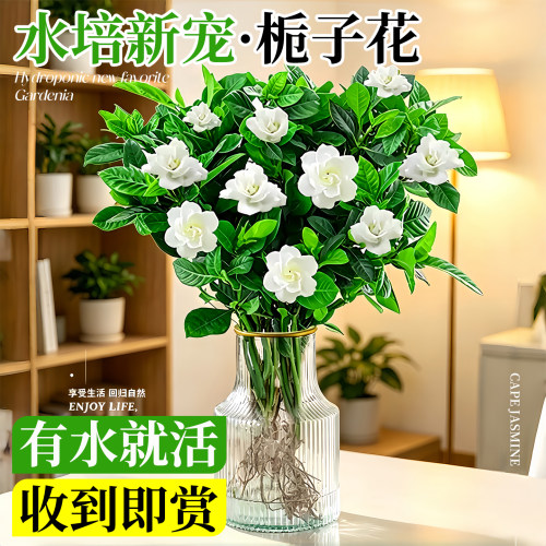 栀子花水培植物带花苞办公室花卉