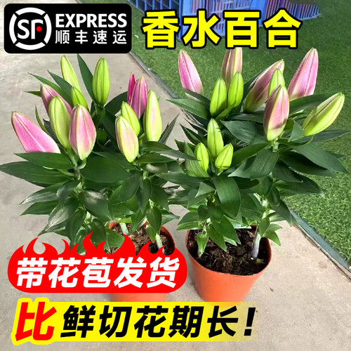 【已售20万+】香水百合盆栽