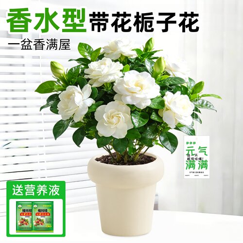 香水栀子花盆栽水培四季开花卉