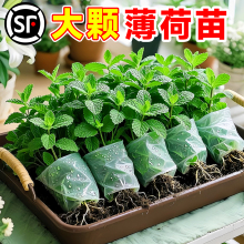 薄荷秧苗可食用室内植物盆栽水培柠檬薄荷叶迷迭香驱蚊草绿植好养