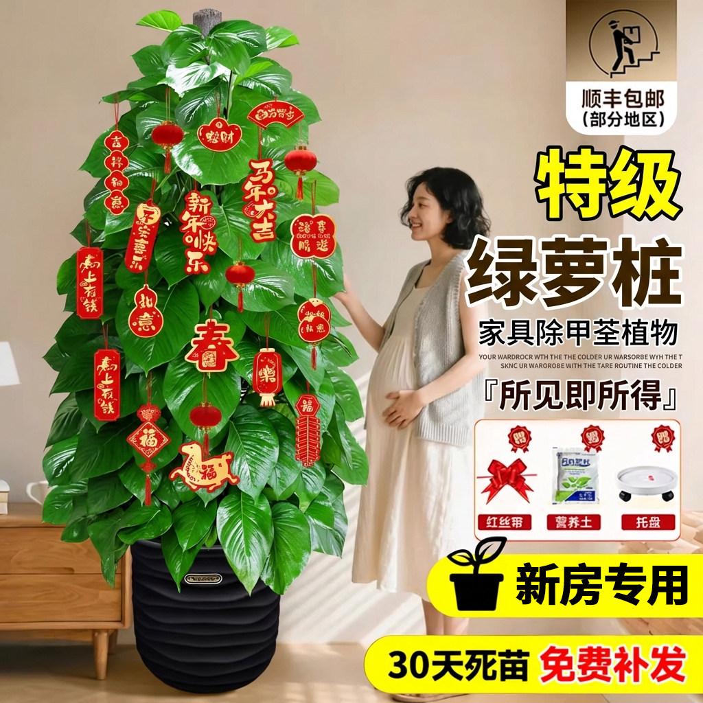 大叶绿萝柱大盆栽室内客厅大型绿植物室内绿萝净化空气植物好养活,鲜花速递/花卉仿真/绿植园艺,大型绿植/成品组合盆栽,淘宝优惠券,粉丝福利购,淘宝优惠卷