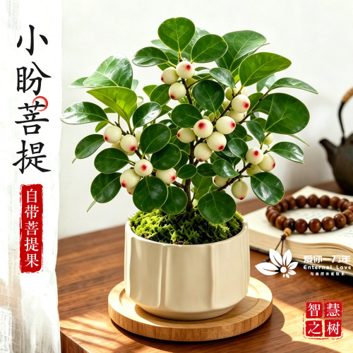 小盼菩提树盆栽带果禅意绿植客厅