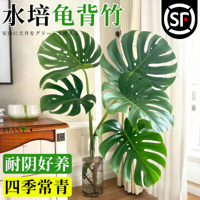 水培大叶龟背竹绿植鸭脚木客厅大盆栽室内水养植物办公室桌面花卉