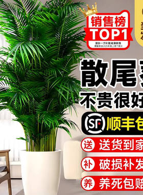 散尾葵植物盆栽室内大型绿植客厅办公室落地凤尾竹盆景天堂鸟花卉