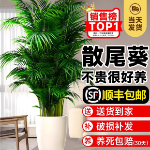 散尾葵植物盆栽室内大型绿植客厅办公室落地凤尾竹盆景天堂鸟花卉