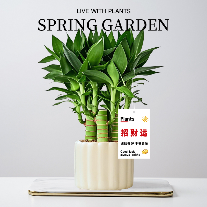 文昌竹4支招财转运带根好养