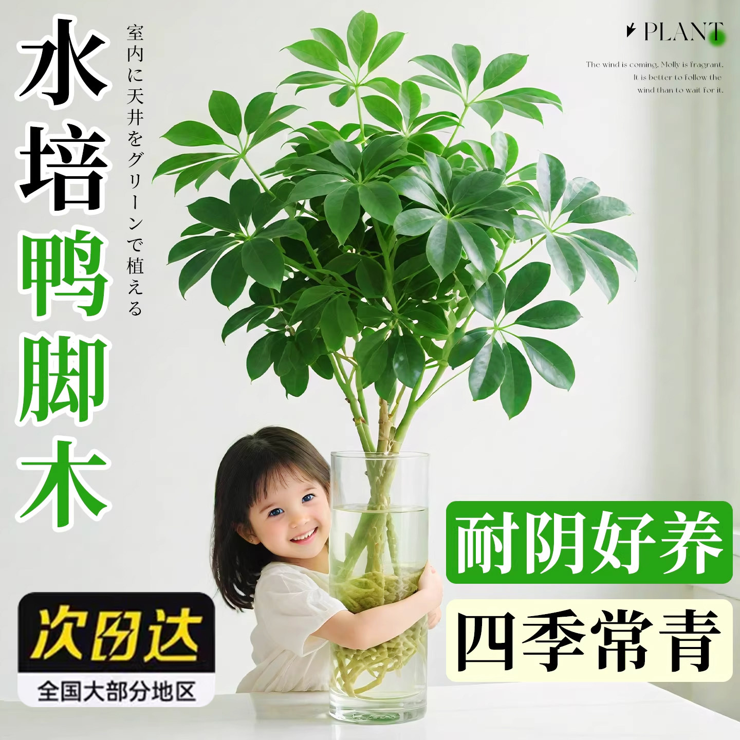水培鸭脚木老桩八方来财树苗客厅盆栽绿植物办公室内桌面水养花卉
