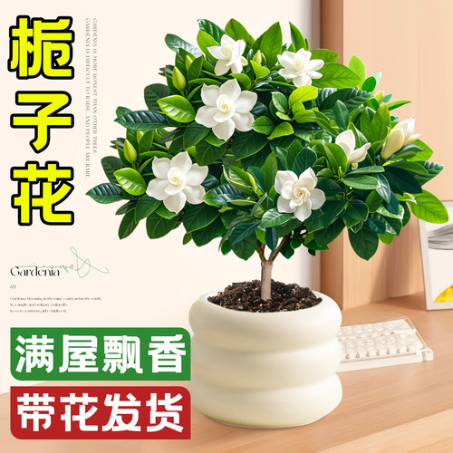 【热销爆款】栀子花盆栽带花苞