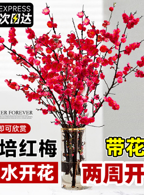 红梅干枝水培植物真花雪柳鲜枝带花苞鲜花卉植物室内桃花支腊梅花