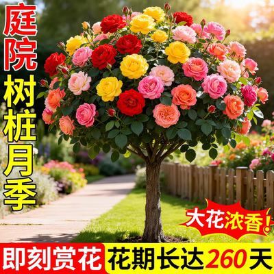 棒棒糖树桩月季花苗盆栽花卉特大