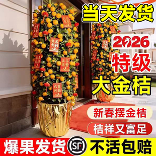 金桔树盆栽可食用带果橘子树苗室内客厅大型绿植年桔年宵花卉盆景
