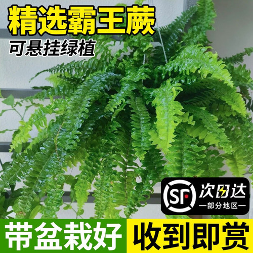 【蕨类天花板】霸王蕨垂吊植物