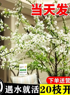 雪柳鲜枝带花苞干枝支水养插花水培绿植物鲜花卉室内盆栽龙柳好活