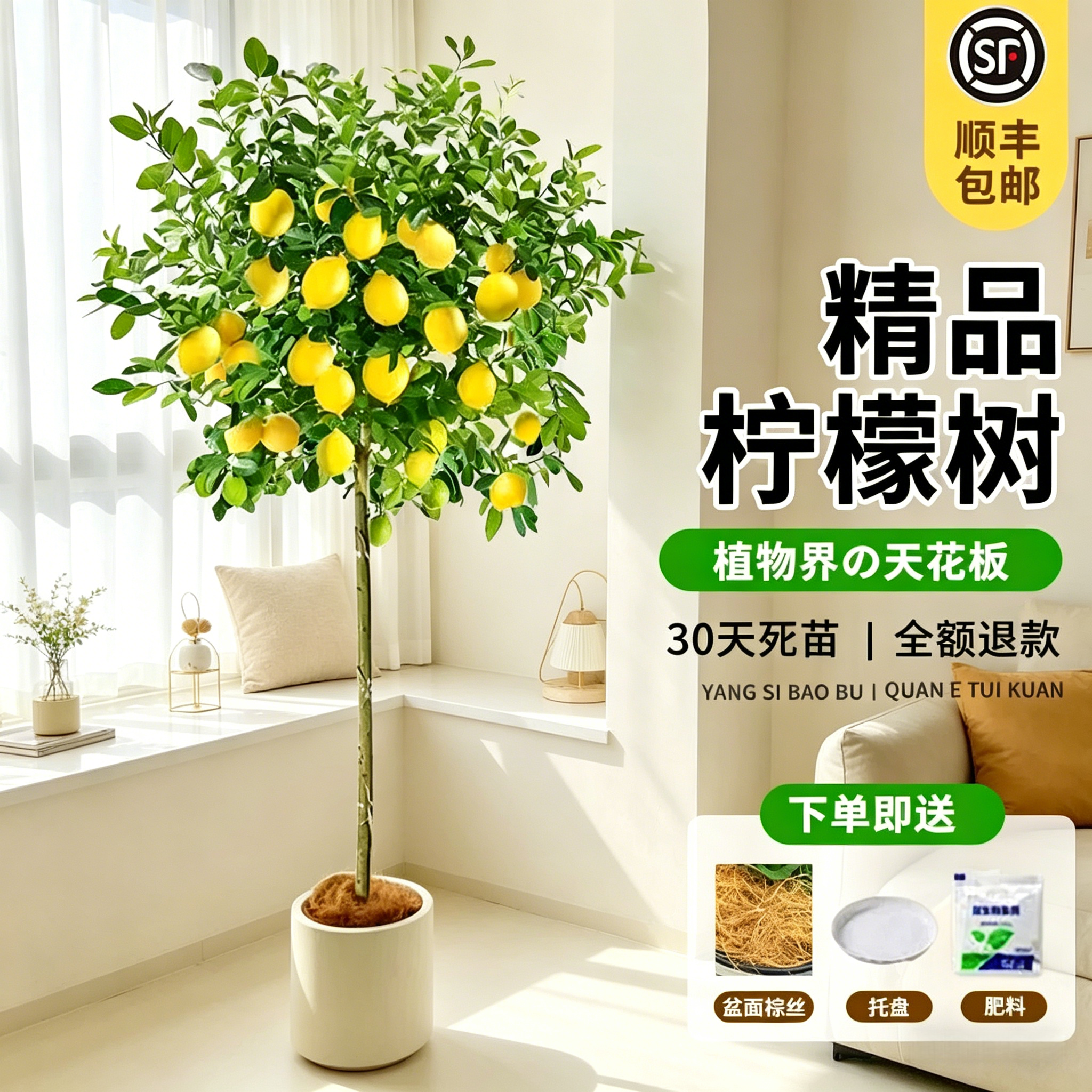 香水柠檬树盆栽带果客厅绿植大型植物室内阳台禄植四季好养除甲醛