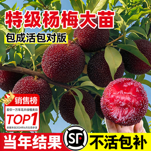 杨梅树树苗东魁正宗嫁接特大果仙居水晶蓝莓车厘子盆栽南北方种植