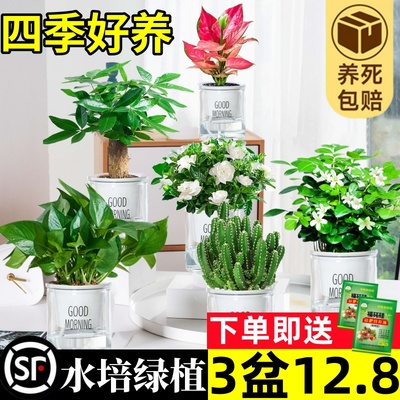 水培植物绿萝箩发财树多肉