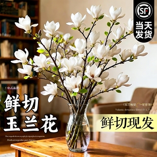 水培植物玉兰花鲜切枝带花苞腊梅干枝雪柳鲜花卉室内好养四季开花