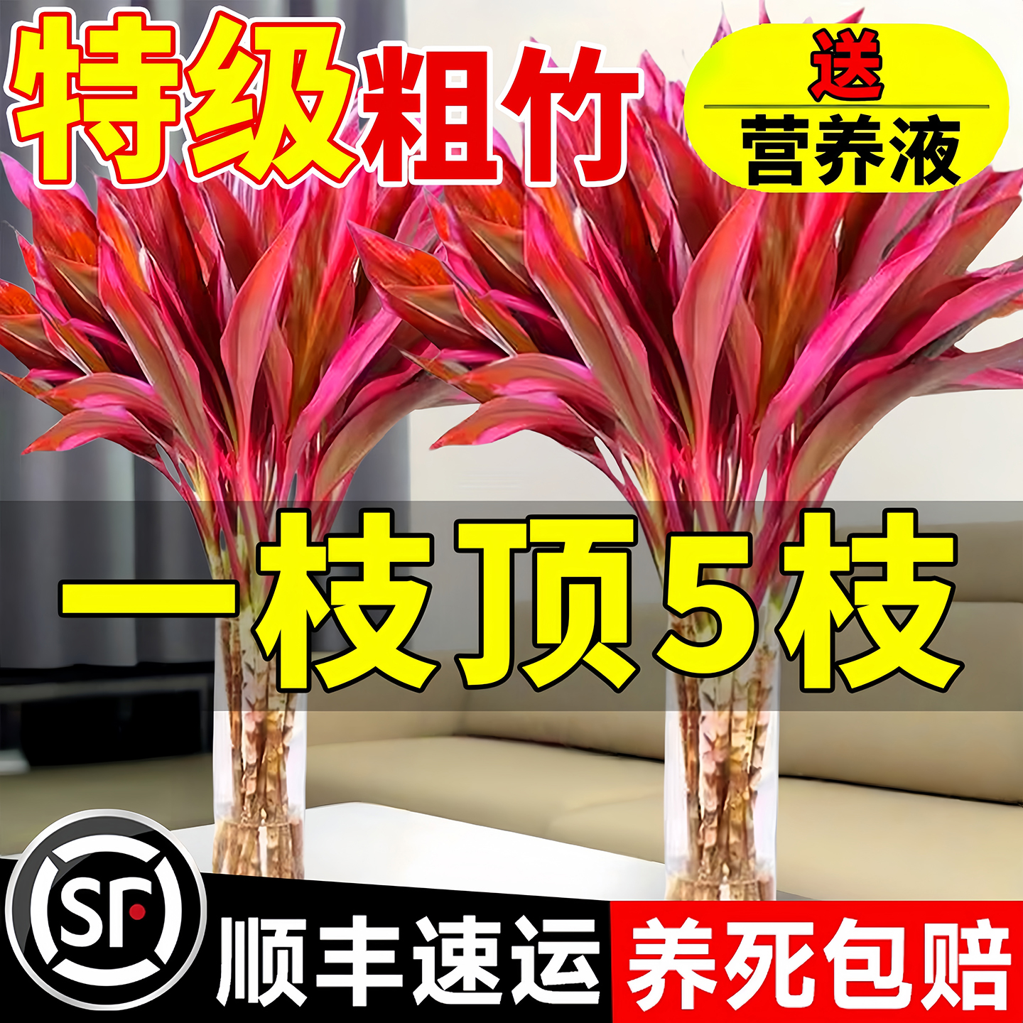 【鸿运当头】紫竹水培植物客厅养