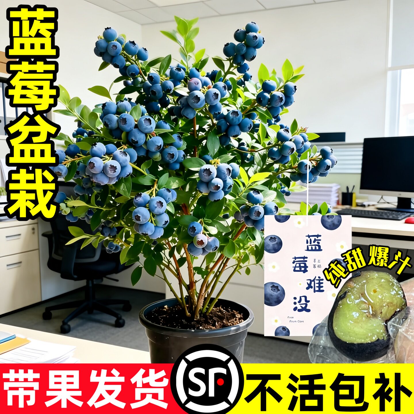 蓝莓树果苗盆栽带果树苗办公室内绿植物阳台花卉南北方种植树节