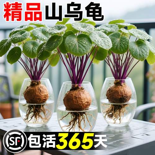 【室内水培】迅速出芽不活包赔
