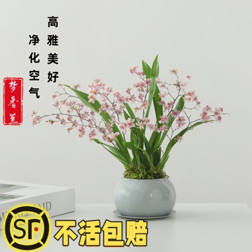 梦香兰盆栽文心兰带花苞开花室内桌面花卉绿植跳舞兰好养浓香植物