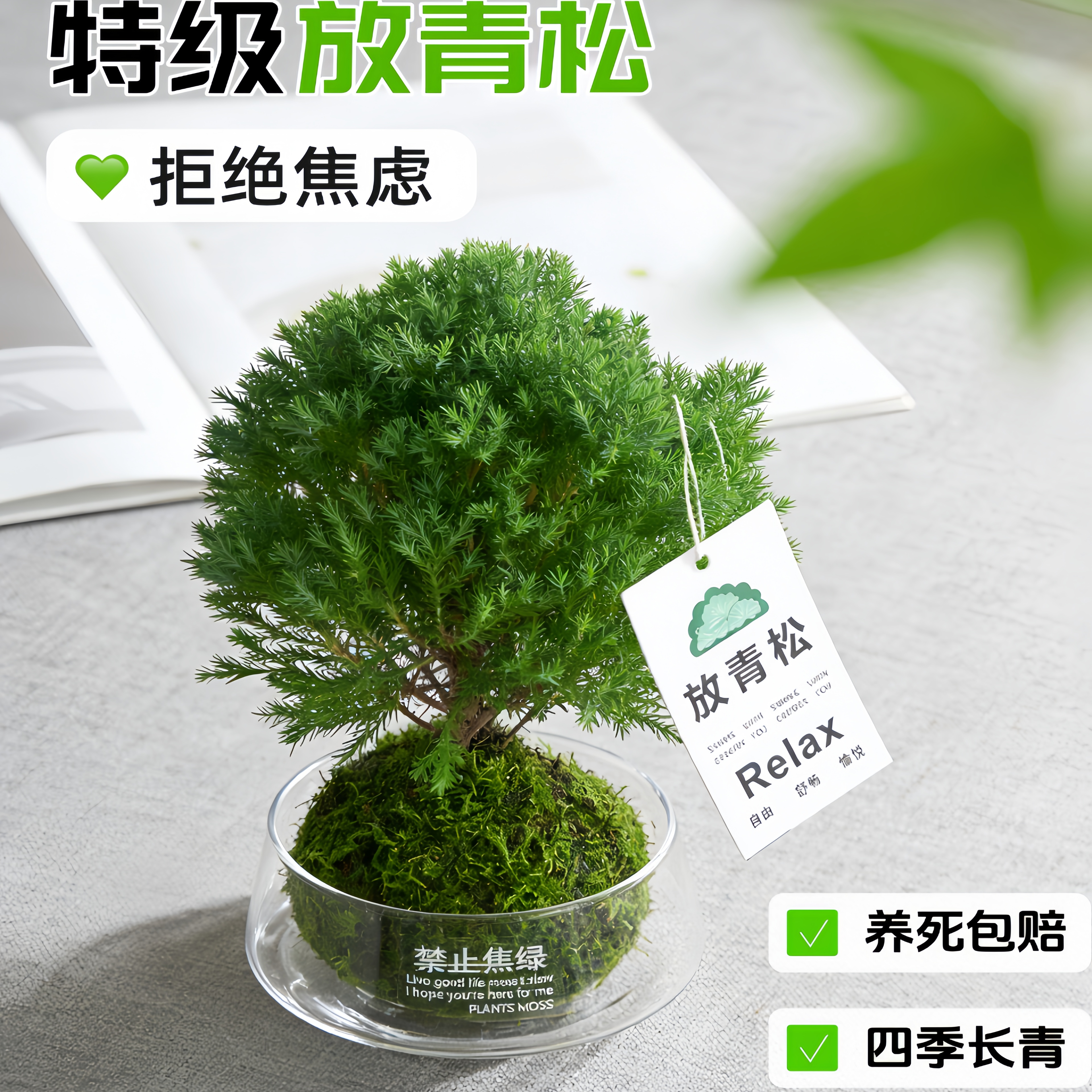 【放青松】雾凇苔藓球办公