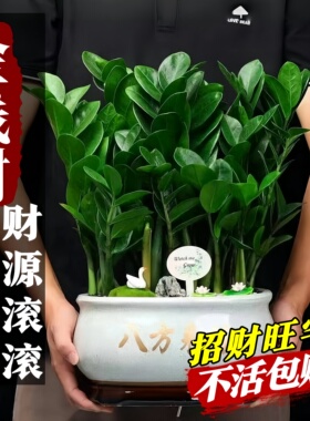金钱树盆栽客厅大棵摆件圆叶招财旺宅绿植花卉室内水培植物发财树