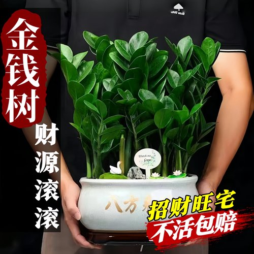 高评分！旺宅金钱树盆栽客厅绿植
