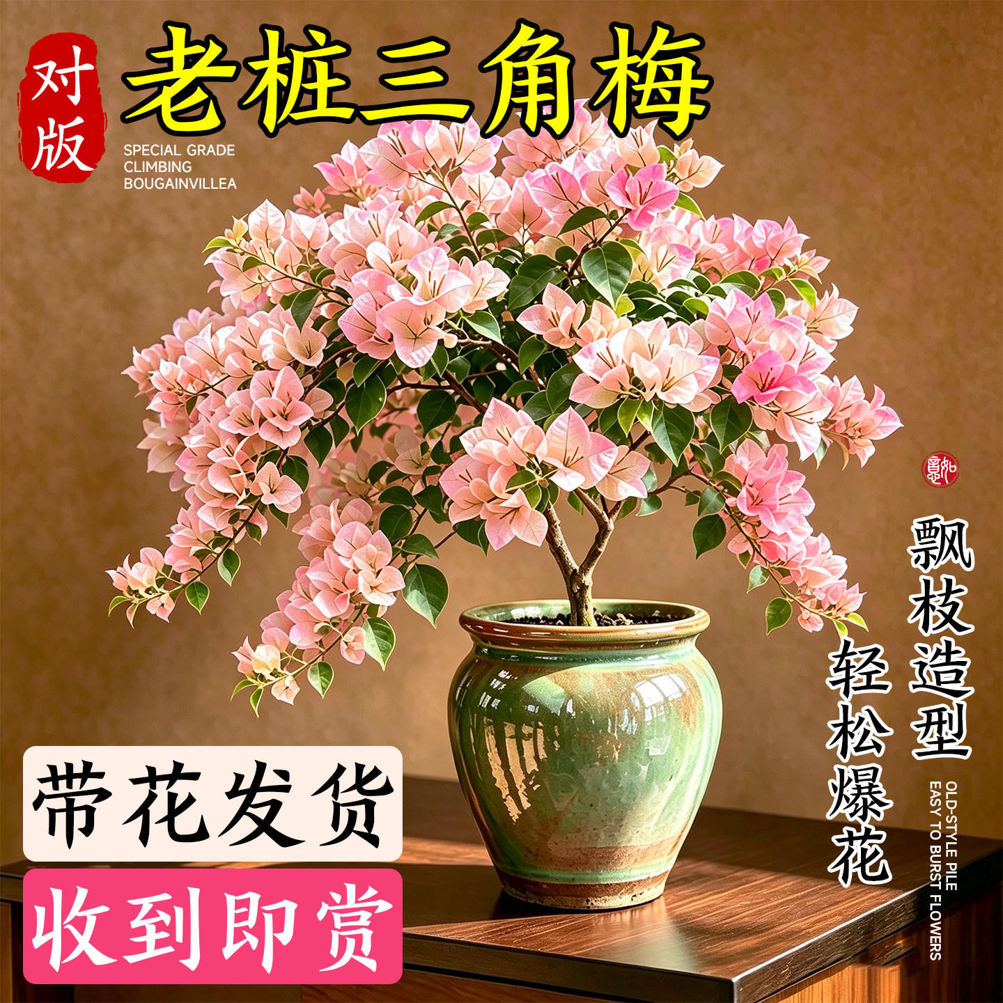 【包对版】三角梅盆栽带花发货图片