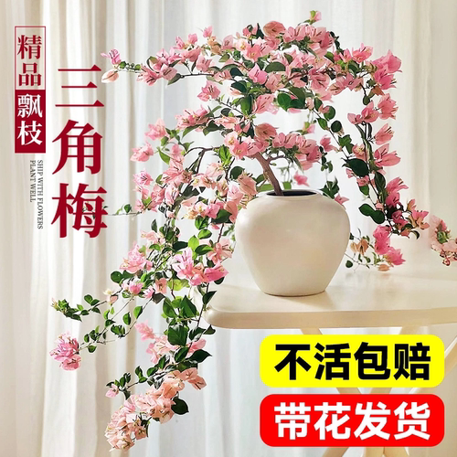 【精品爆花三角梅】四季开好养