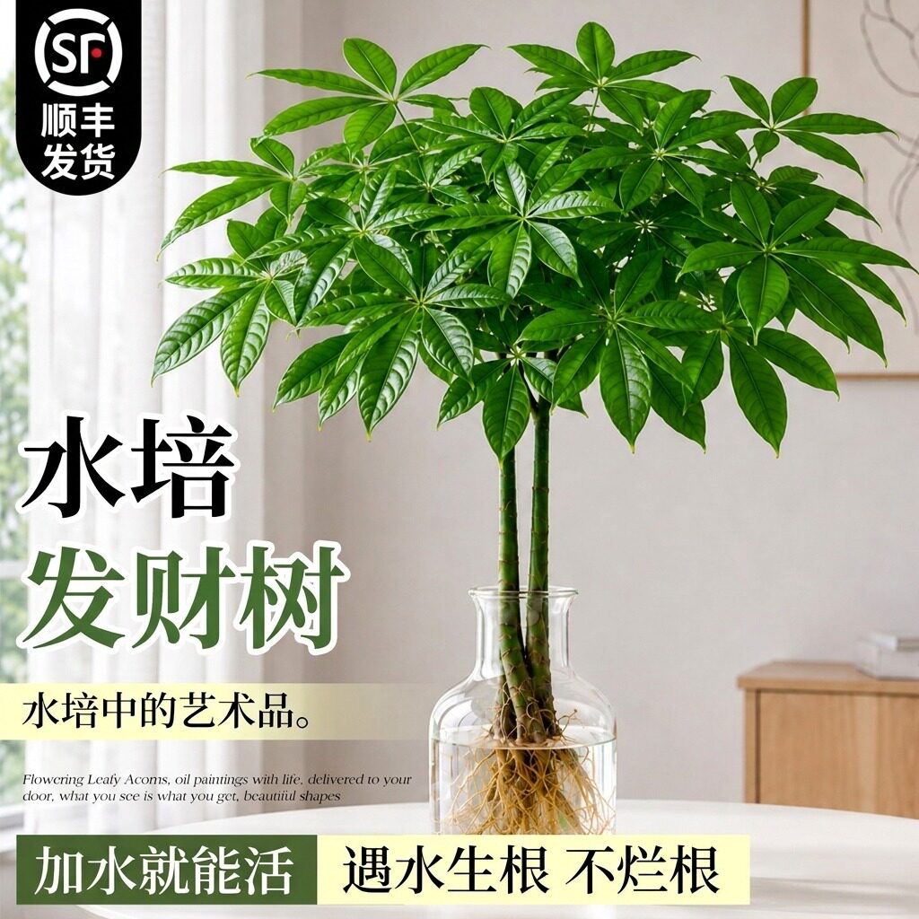 水培植物发财树室内好养盆栽桌面绿植客厅办公室四季常青水养盆景