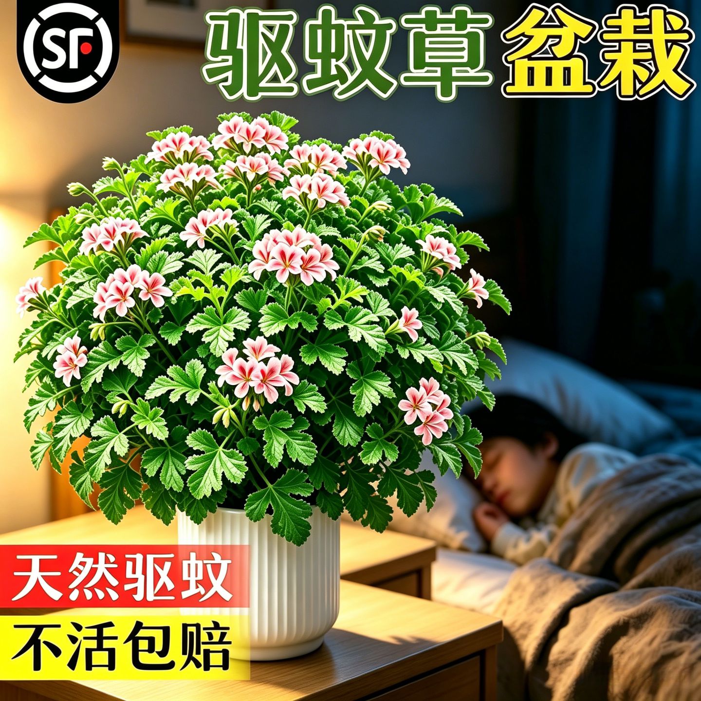 驱蚊草盆栽香叶天竺葵植物室内外庭院强力正宗防蚊草四季好养绿植图片